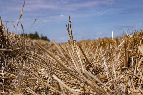 Extensive golden stubble fields after the harvest on a sunny day  with straw bales ready for collection  with a beautiful blue sky  ounty podkarpackie   Poland