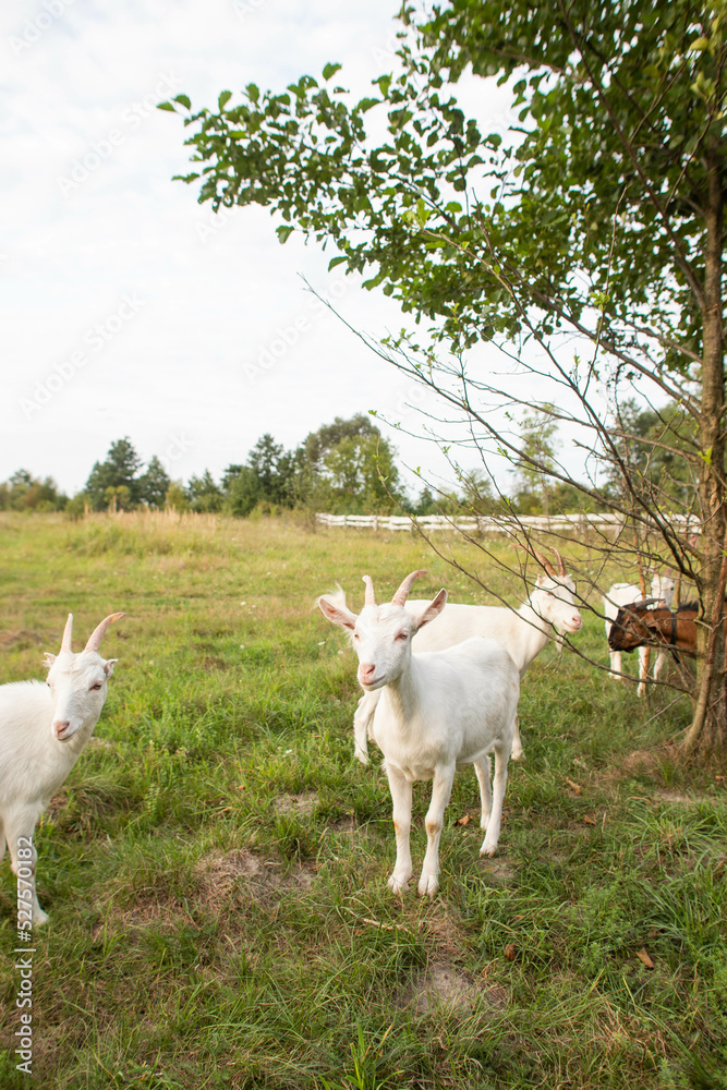 Obraz premium cute goats feed in the yard