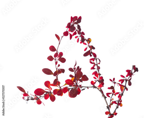 Quaint twig of Berberis Thunbergii (Red Barberry)  with  autumn leaves and red berries  isolated on white  background. Selective focus.