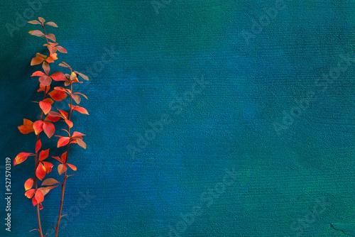 Two branches with small colorful autumn leaves (Berberis Thunbergii) on dark blue-green painted wooden background  with empty space for text or image. Flat lay.