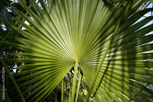 Fan palm as a descriptive term can refer to any of several different kinds of palms  Arecaceae  in various genera with leaves that are palmately lobed  rather than pinnately compound .