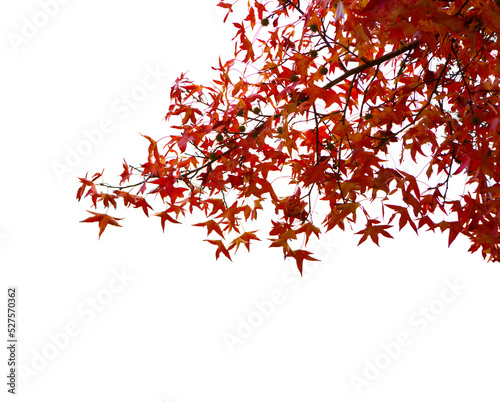 Branches with colorful autumn leaves with water drops isolated on white background. Selective focus. American Sweetgum