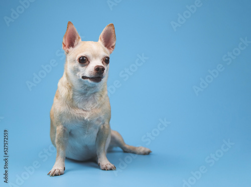 healthy brown short hair chihuahua dog sitting on blue background, looking surprisingly to his left, copy space. © Phuttharak