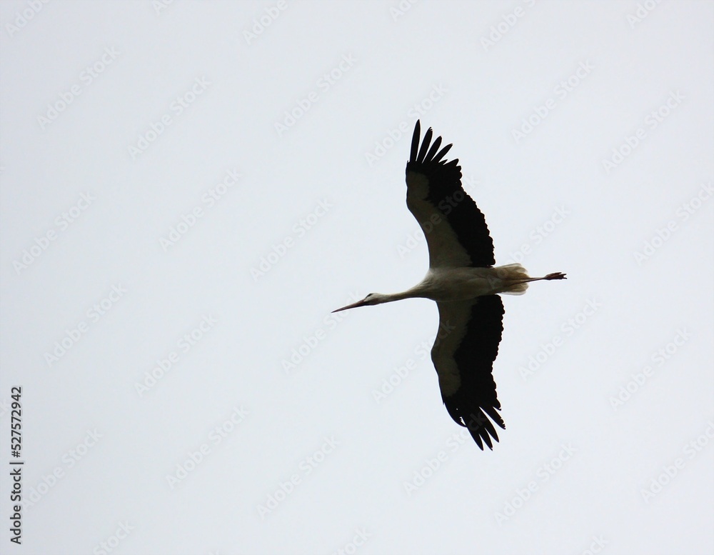 Obraz premium Fliegender Weißstorch