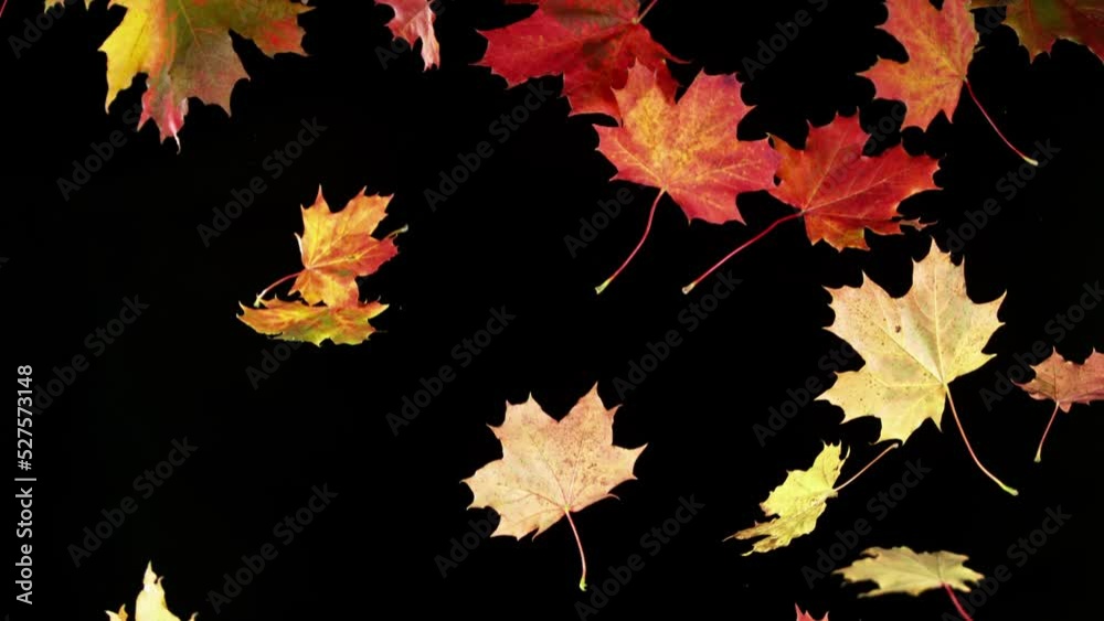 Super slow motion of falling autumn maple leaves on black background. Filmed on high speed cinema camera, 1000 fps.