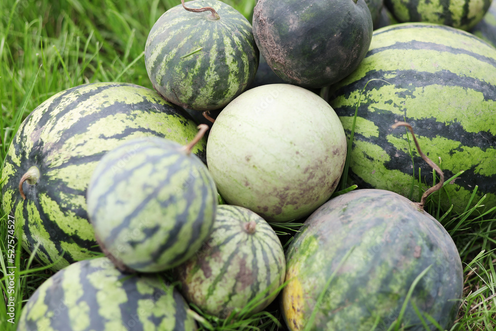 Bunch of different ripe watermelons, sweet organic fruits.