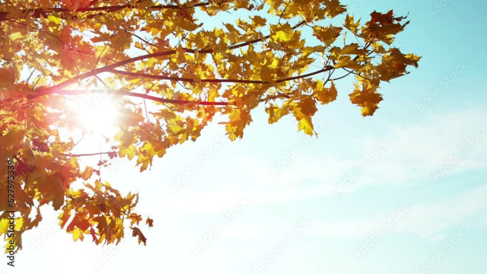 Super slow motion of falling autumn maple leaves against clear blue sky. Filmed on high speed cinema camera, 1000 fps. Super slow motion of falling autumn maple leaves against clear blue sky. Filmed on high speed cinema camera, 1000 fps.
