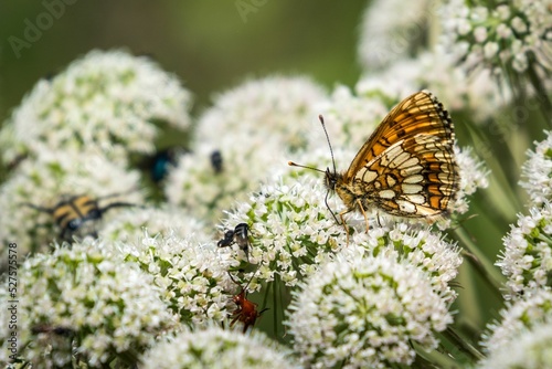 Shallow focus shot of Heath fritillary on white Wild celery plant photo