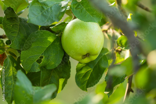 Green apples on a branch of an apple tree
