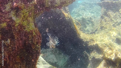 Scorpion Fish