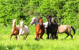 horses grazing in a field, colorful horses run together in the meadow