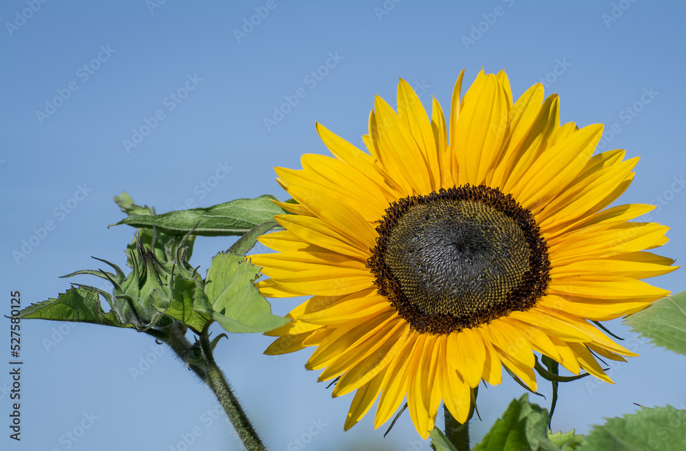 beautiful yellow and red sunflower in a garden beautiful yellow and red sunflower in a garden