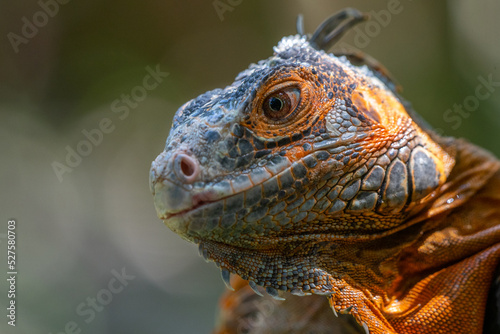 close up of red iguana with shallow depth of field