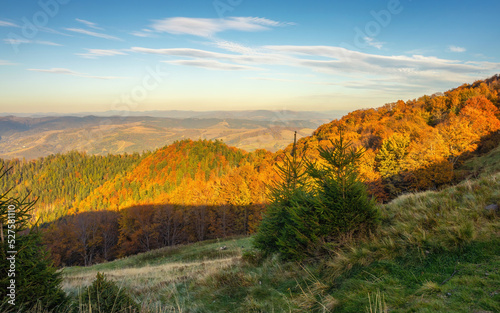 Evening in the autumn mountains. The shadow from the mountain covers the golden trees of the forest. Golden autumn in the Carpathians