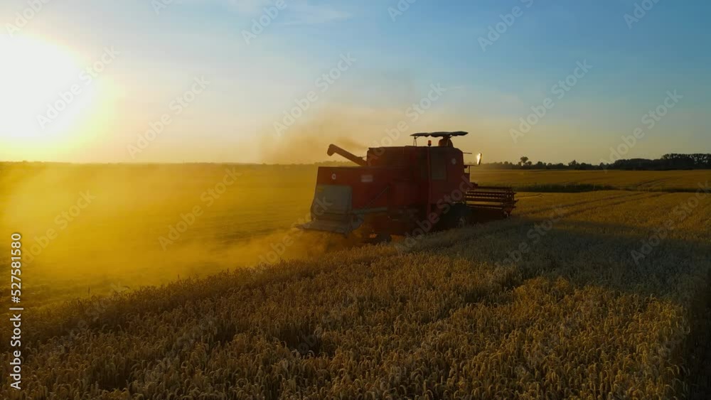 Harvesting ripe wheat on agriculture rural field at evening. Concept of work in agronomic farm and production organic food Harvesting ripe wheat on agriculture rural field at evening. Concept of work in agronomic farm and production organic food