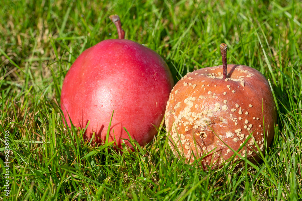 Frischer und fauler Apfel Kontrast Frischer und fauler Apfel Kontrast