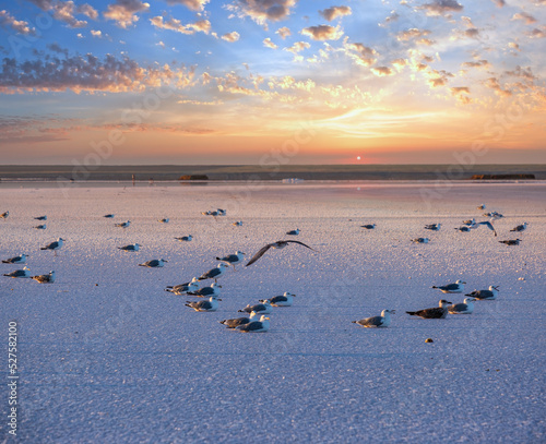Seagulls on sunset Genichesk pink  salty lake  Ukraine