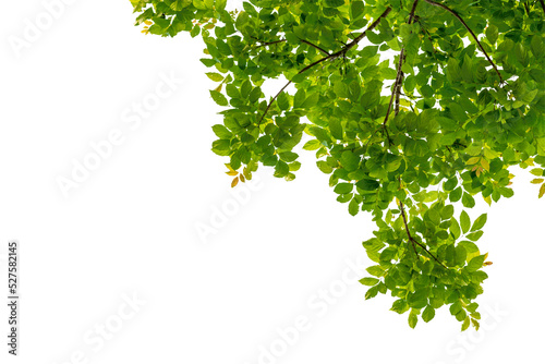 Tree branch with green leaf isolated for object and retouch design.