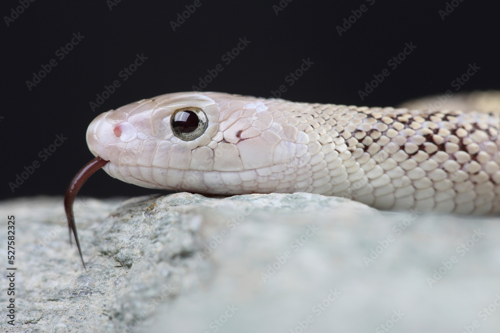 Fototapeta premium A portrait of a Bullsnake on a rock using its forked tongue to sense its surroundings 