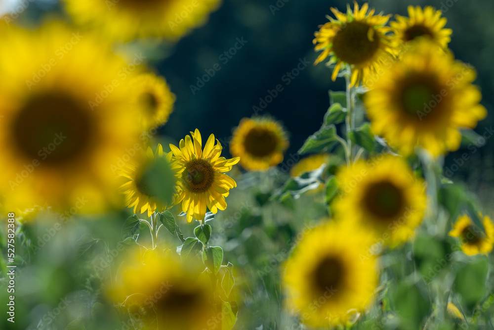 Sunflowers receive the beautiful afternoon sun Sunflowers receive the beautiful afternoon sun