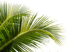 coconut palm leaf isolated for object and retouch design.