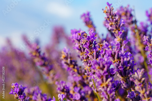 Beautiful lavender flowers close up on a field