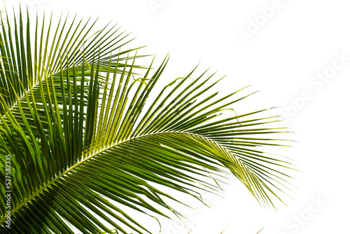 coconut palm leaf isolated for object and retouch design.