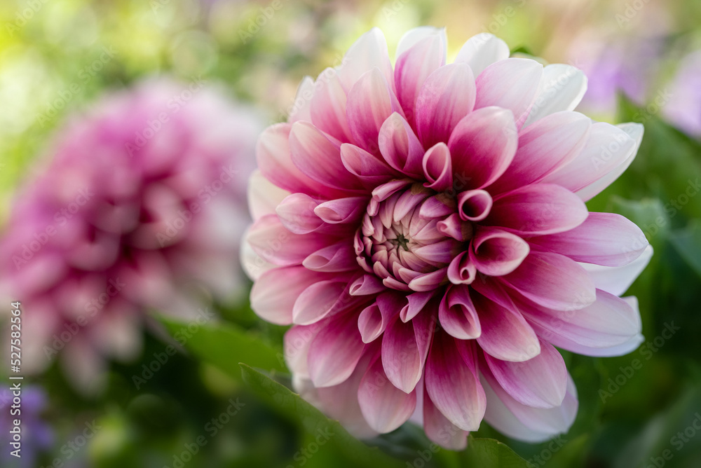 Closeup of pink Dahlia flower in the garden Closeup of pink Dahlia flower in the garden
