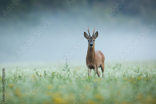 Roe deer, capreolus capreolus, looking to the camera on grass in morning mist. Roebuck standing on green field in fog. Antlered mammal watching on meadow.
