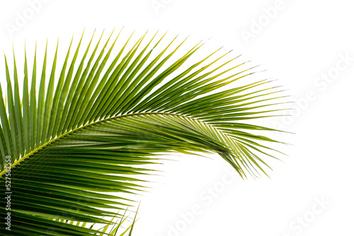 coconut palm leaf isolated for object and retouch design. photo