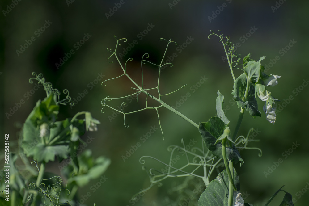 Fototapeta premium Closeup image of sugar black snap peas growing in the garden
