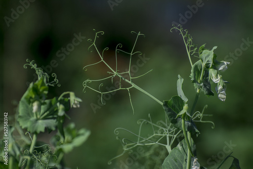 Closeup image of sugar black snap peas growing in the garden