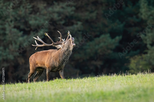 Red deer  cervus elaphus  bellowing on grassland in autumn with copy space. Wild stag roaring on meadow in fall. ANtlered mammal calling on field in rutting season.