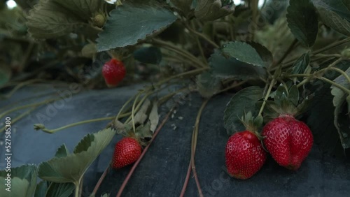 Gorgeous display of red strawberries in green. Amazing Camera recording and the result of the video. Strawberry Garden, Strawberry Field.