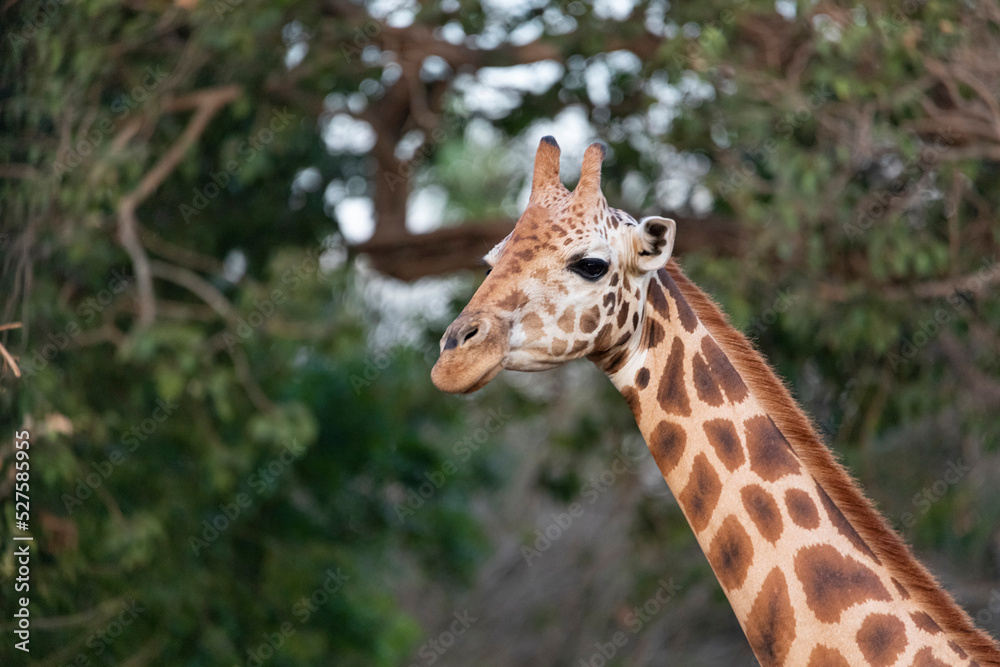 Giraffe looking at the camera to see what is happening Giraffe looking at the camera to see what is happening