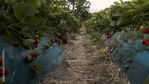 Gorgeous display of red strawberries in green. Amazing Camera recording and the result of the video. Strawberry Garden, Strawberry Field.
