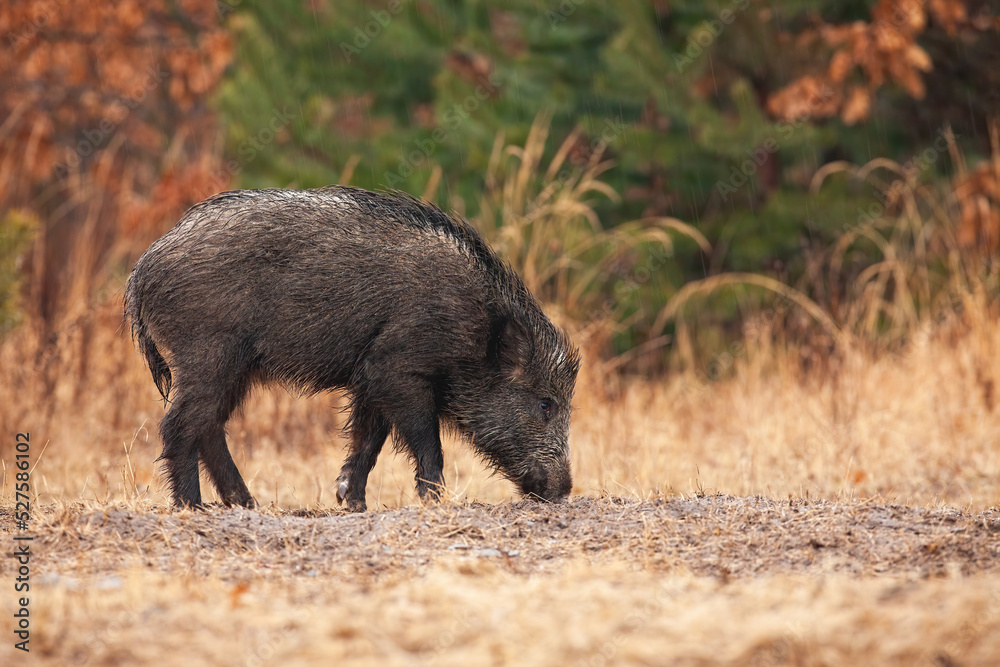 Single wild boar, sus scrofa, feeding on a meadow in autumn nature. Mammal eating with long snout touching the ground among yellow dry grass with orange leaves in background. Single wild boar, sus scrofa, feeding on a meadow in autumn nature. Mammal eating with long snout touching the ground among yellow dry grass with orange leaves in background.