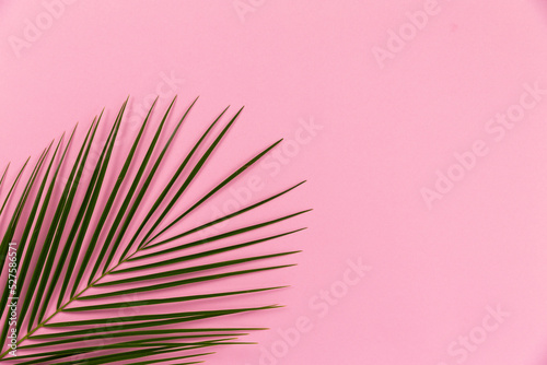 coconut and leaves on pink background