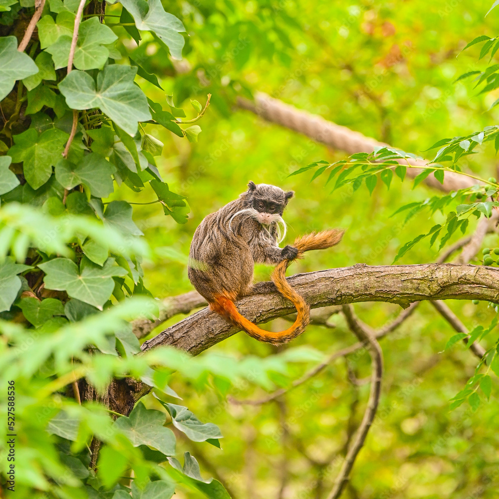 Tamarin empereur qui s'épouille la queue sur une branche d'arbre au zoo