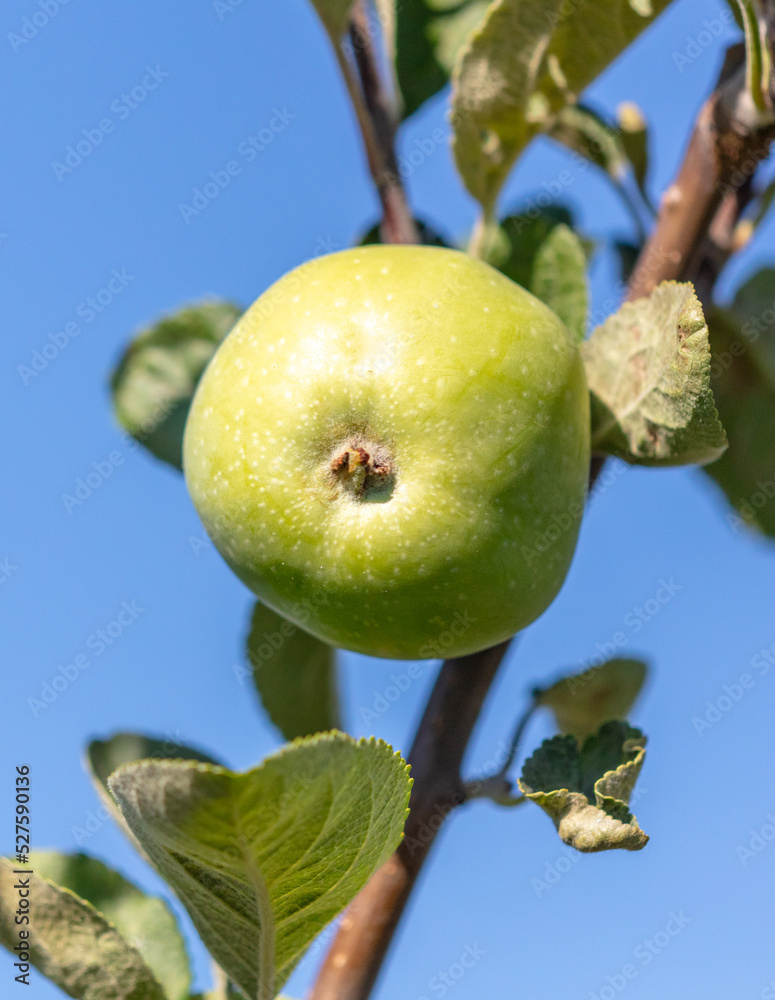 Fruits of apples on the branches of a tree. Fruits of apples on the branches of a tree.