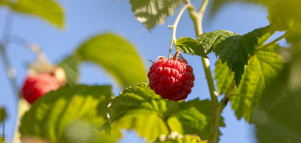 Obraz premium Ripe red raspberries in nature.