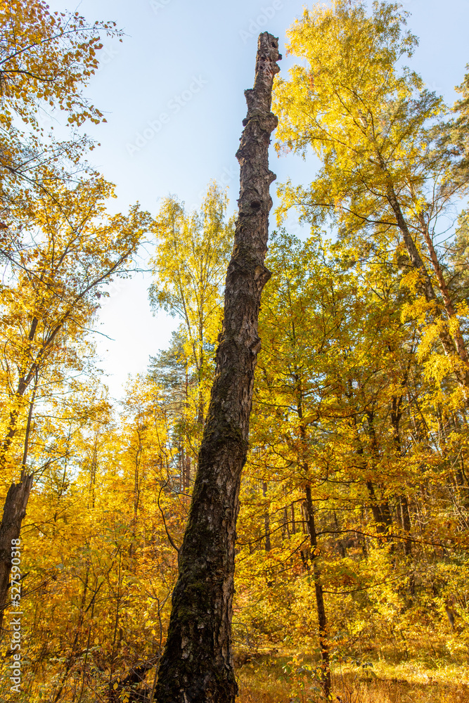 Trees in the forest in autumn.