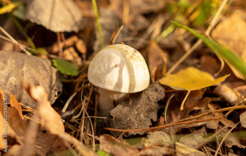 Mushrooms on the ground in the forest in autumn. Mushrooms on the ground in the forest in autumn.