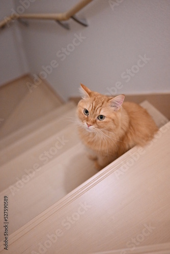 階段にいる猫（マンチカン）