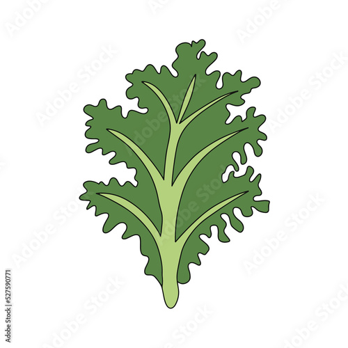 Curly kale, dark green leafy vegetable. Leaf cabbage vector illustration.