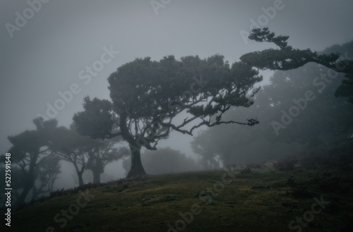Misty foggy morning in the Fanal forest. Madeira island  Portugal. October 2021