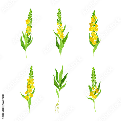 Mullein with Dense Rosette of Leaves and Tall Flowering Stem Vector Set