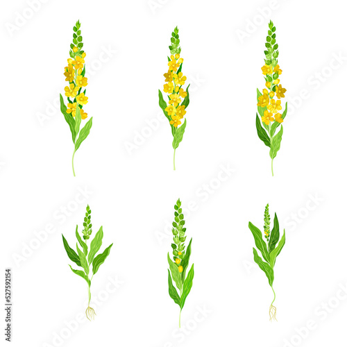 Mullein with Dense Rosette of Leaves and Tall Flowering Stem Vector Set