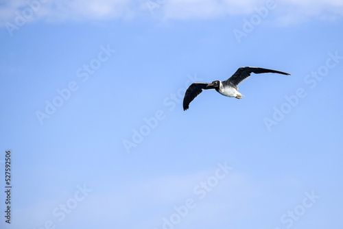 One seagull in free flight in blue sky with clouds  freedom in wild. Copy space. Selective focus.