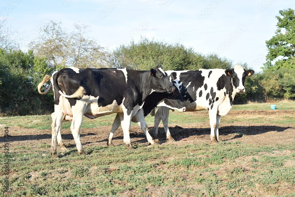 Vaches laitières dans une exploitations agricoles du Berry, France, Europe Août 2022 Vaches laitières dans une exploitations agricoles du Berry, France, Europe Août 2022